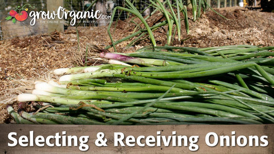 Selecting and receiving onions guide graphic