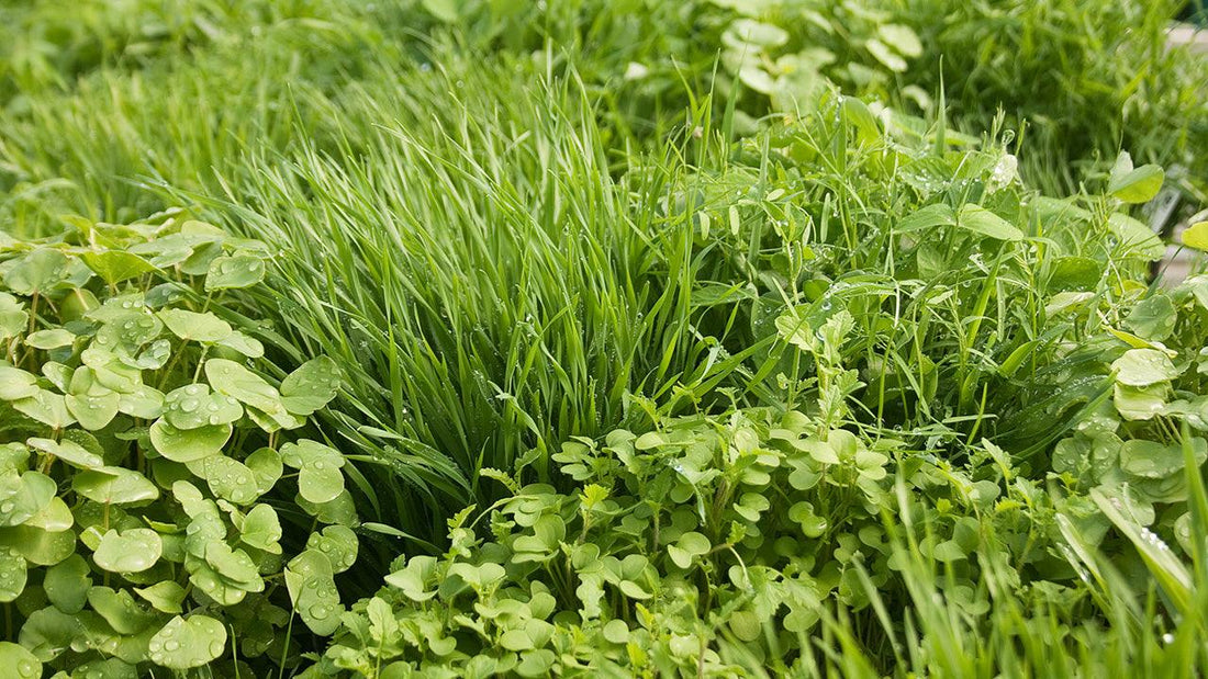 Mixed green cover crop growing in a field