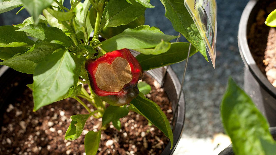 Shade cloth protecting a potted pepper plant