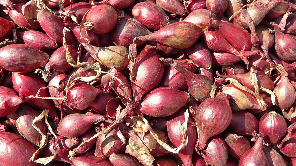 Shallots and Leeks: Lesser Known Onion Cousins - Organic Gardening