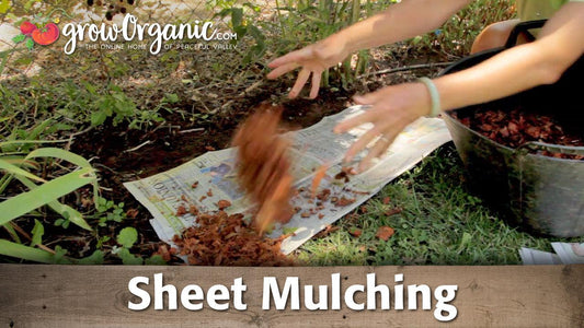 Hands spreading mulch over cardboard in a garden bed