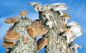 Mushroom Plugs - Caring for Your Logs