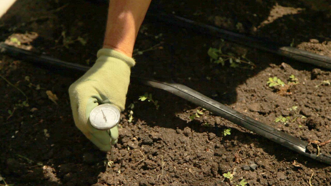 Gloved hand checking soil temperature before summer succession planting