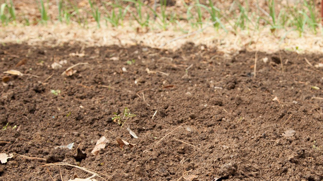 Bare garden soil prepared for testing