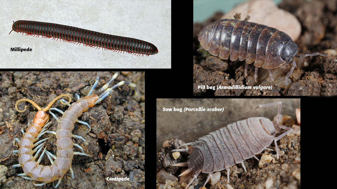 Millipedes, Centipedes, Sowbugs & Roly-Polys - Friend or Foe?