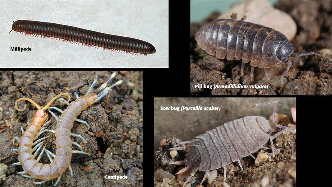 Comparison of a millipede, centipede, pill bug, and sow bug