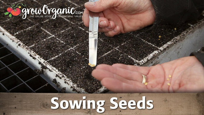 Sowing seeds guide graphic over a seedbed