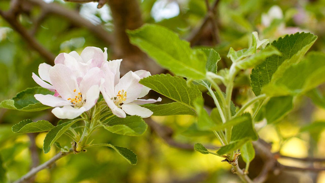 Spring Disease Control in Your Orchard - Grow Organic