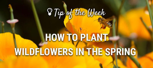 Spring wildflower planting guide graphic