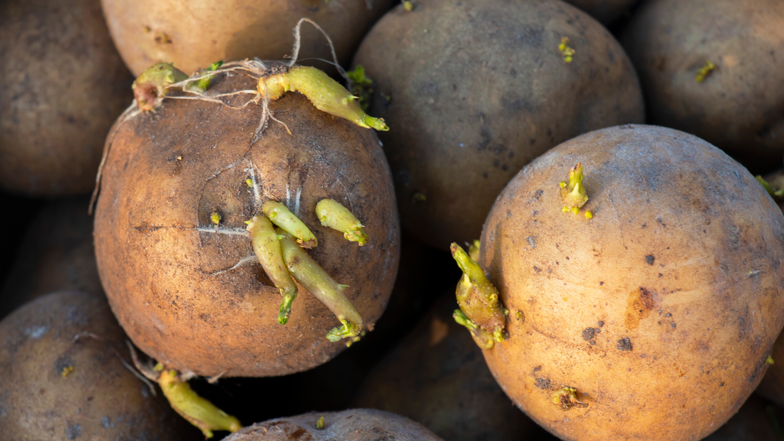 Sprouted seed potatoes ready for fall planting