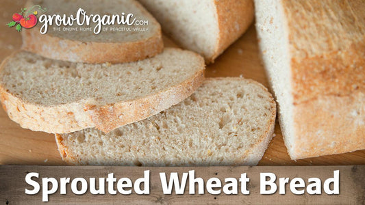 Loaves and slices of sprouted wheat bread