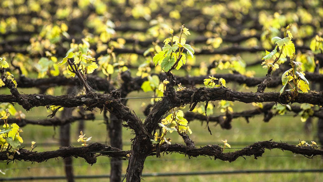 Rows of pruned grapevines in a vineyard
