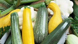 Grilled yellow and green summer squash