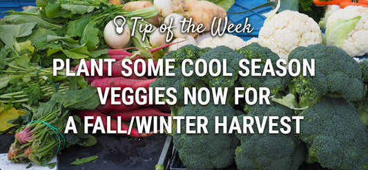 Which Cool Season Seeds to Start for a Fall/Winter Harvest