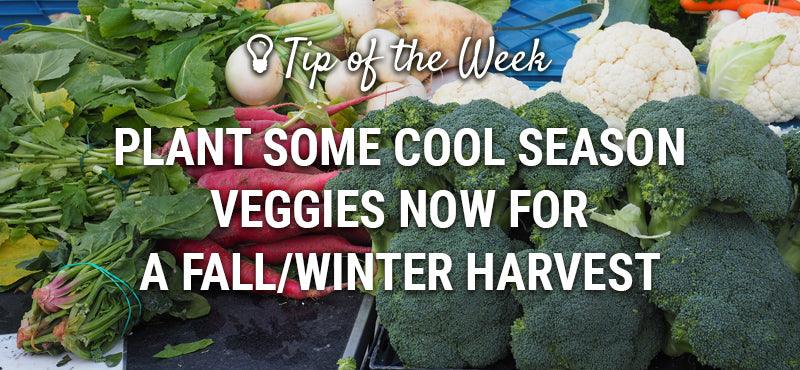 Broccoli, cauliflower, radishes, and leafy greens for a fall and winter harvest