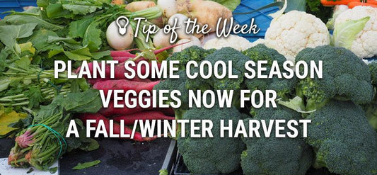 Broccoli, cauliflower, radishes, and leafy greens for a fall and winter harvest