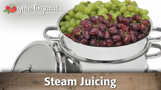 Grapes in a metal steam juicer