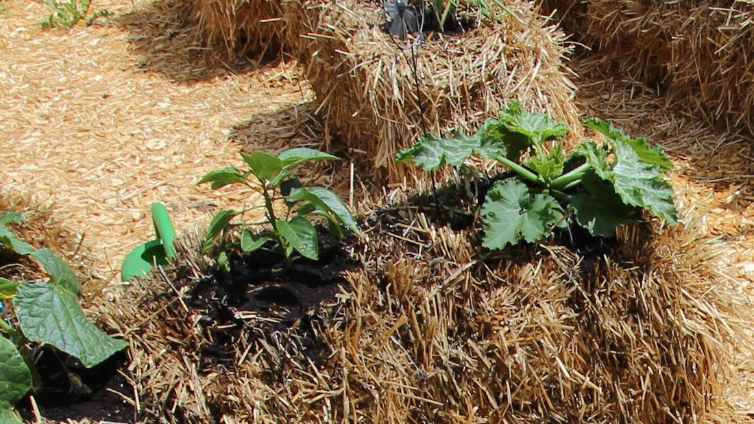 Vegetable seedlings growing in straw bales