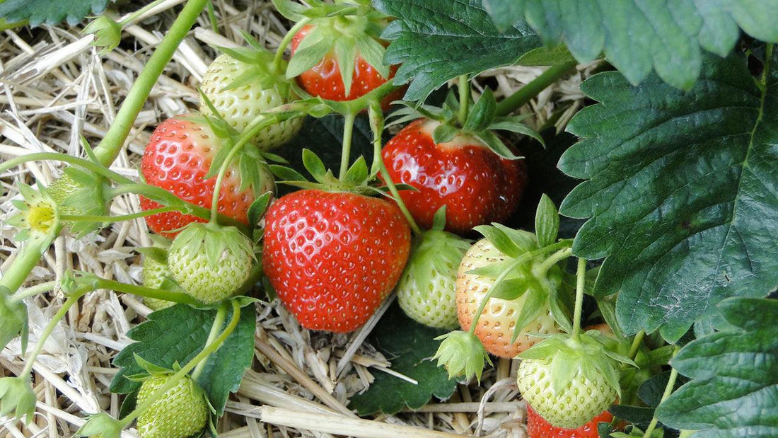 Strawberries at different ripening stages on a plant
