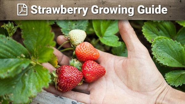 Strawberry growing guide graphic over berries in a hand