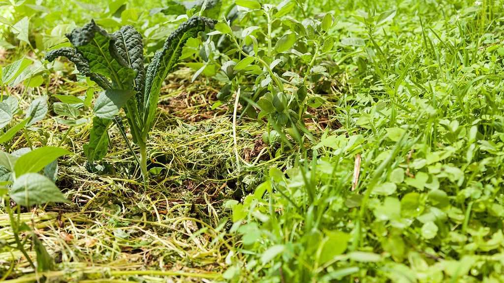 Grow Cover Crops and Green Manure in the Summer - Organic Gardening