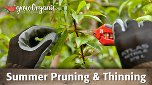 Summer Pruning and Thinning