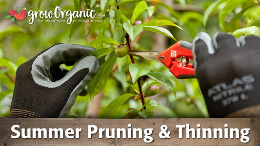 Gloved hand thinning fruit with red-handled shears