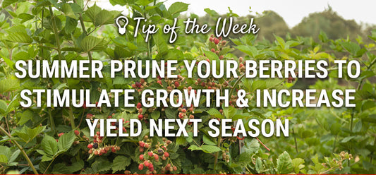 Summer Prune Your Berries to Stimulate Growth and Increase Yield Next Season