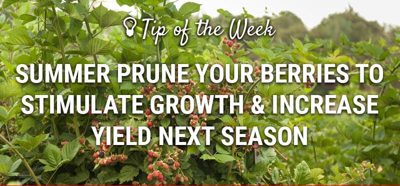 Summer berry-pruning guide graphic