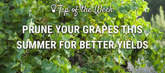 Summer grape-pruning guide graphic