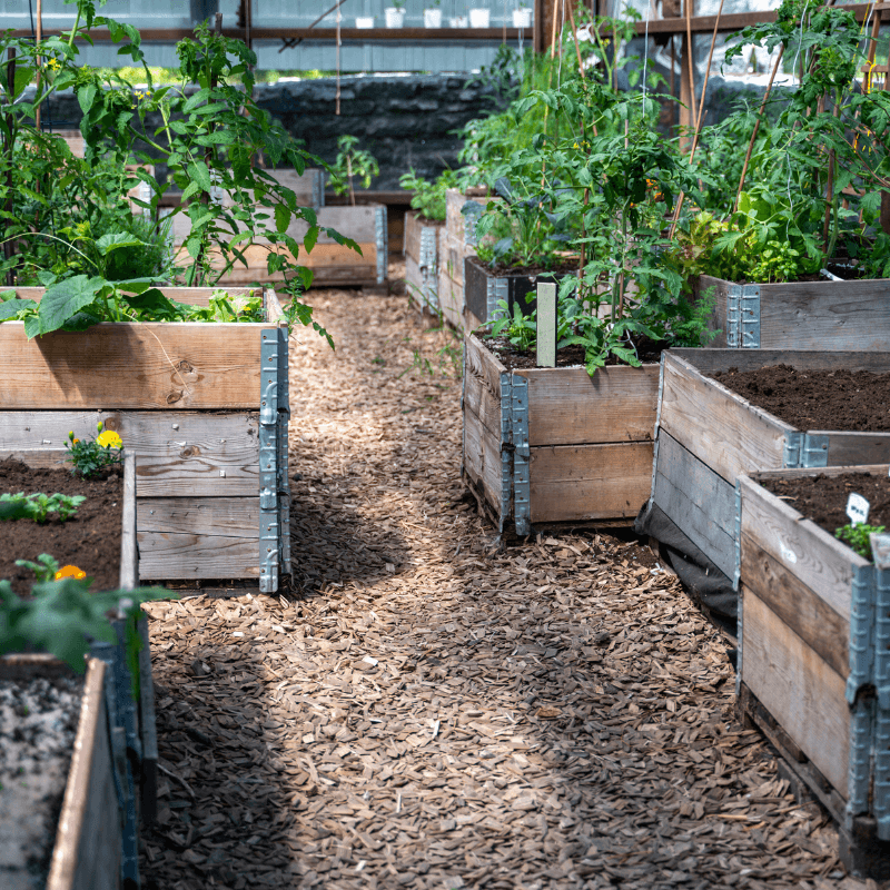 Productive vegetable garden beds during summer