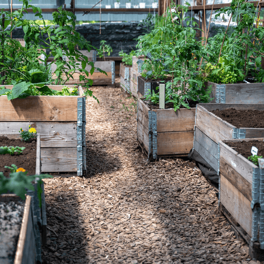 Productive vegetable garden beds during summer