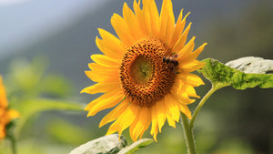 The Great Sunflower Project