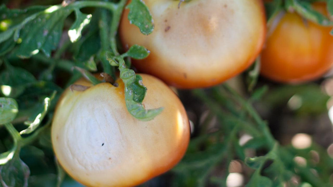 Sunscald and sunburn symptoms on garden plants and fruit trees