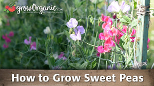 How to Grow Sweet Peas