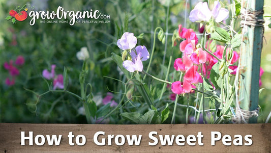 Pink and purple sweet pea flowers in bloom