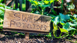 Planting and Growing Sweet Potatoes