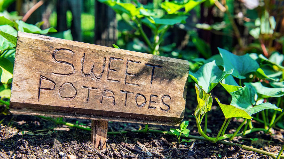 Sweet potatoes garden sign beside leafy vines