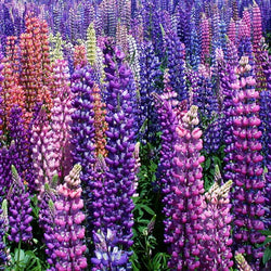 Lupine flower spikes growing in a garden