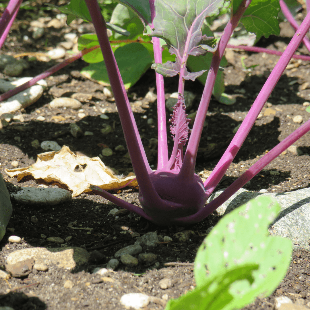 Purple kohlrabi plant