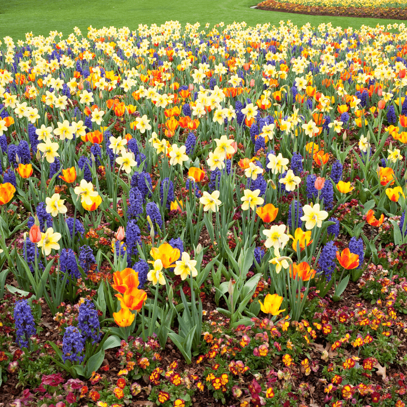 Field of colorful spring-blooming bulbs