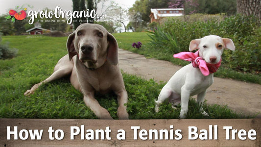 Two dogs beside a tennis-ball tree