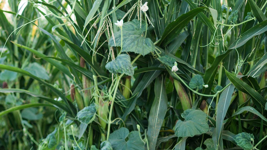 Corn, beans, and squash growing together