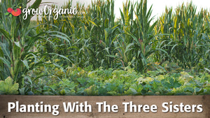 Planting Corn, Squash and Beans Using The Three Sisters Method