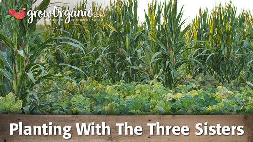 Three Sisters planting guide graphic over corn