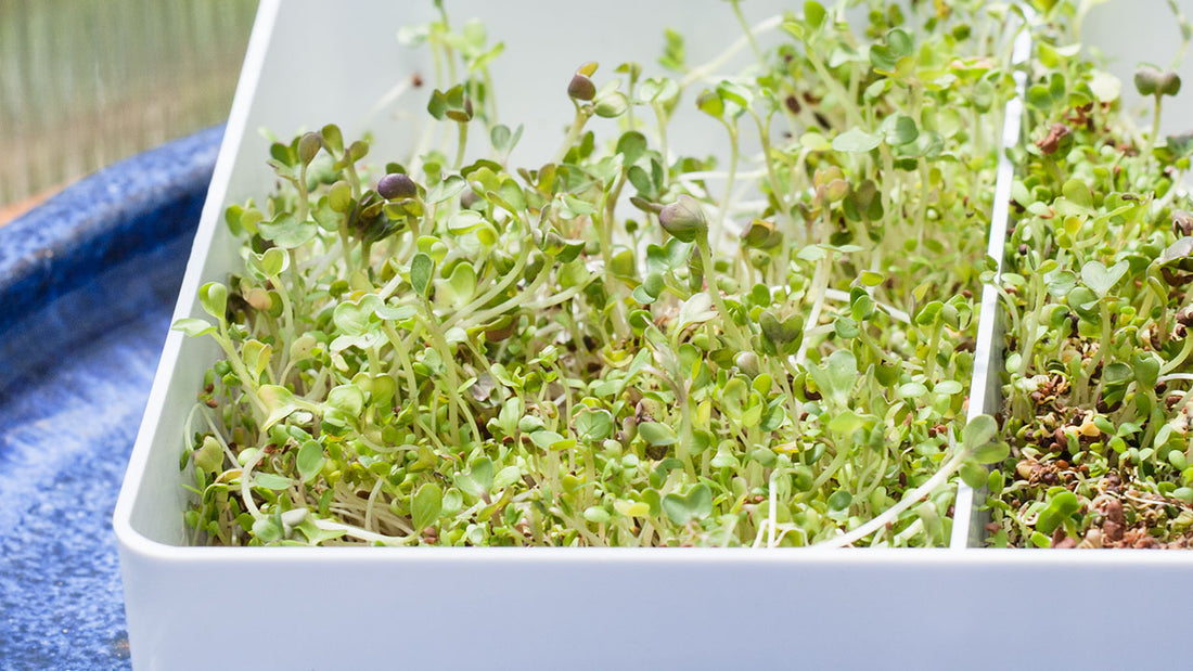 Sprout Seeds at Home for Good Flavors & Good Nutrition