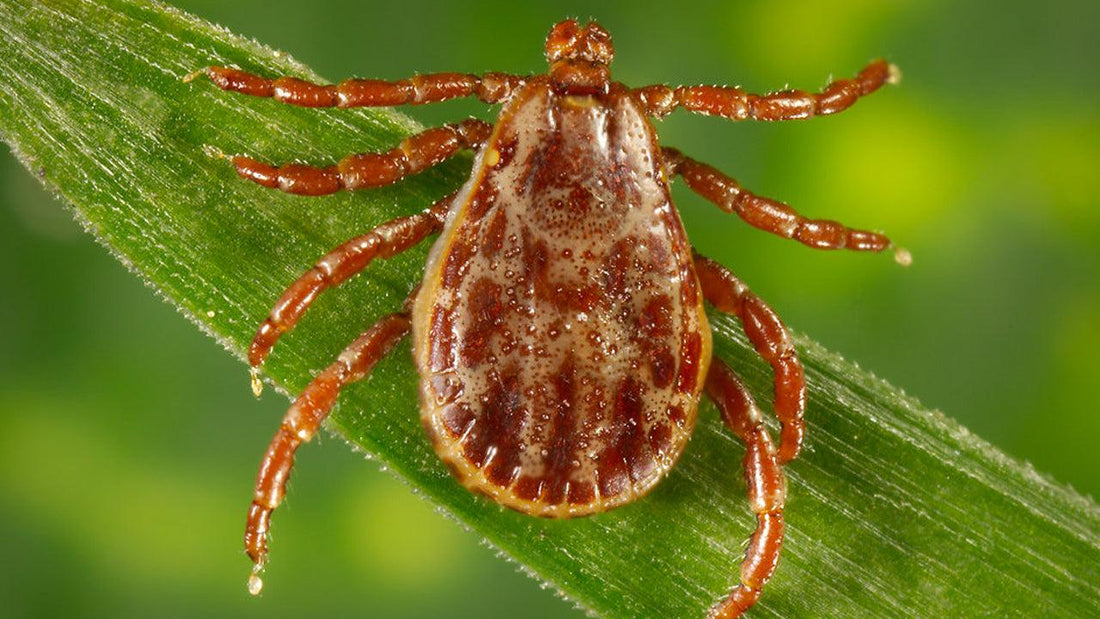 Brown tick on a blade of grass