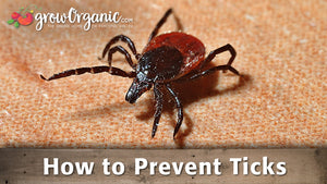 How to Prevent Ticks