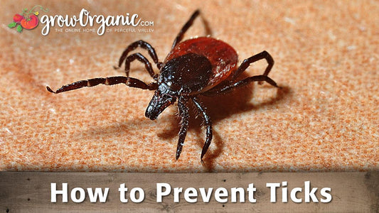 Close-up of a tick on fabric