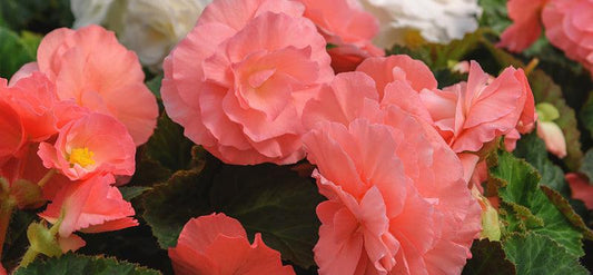 Pink summer-blooming begonias